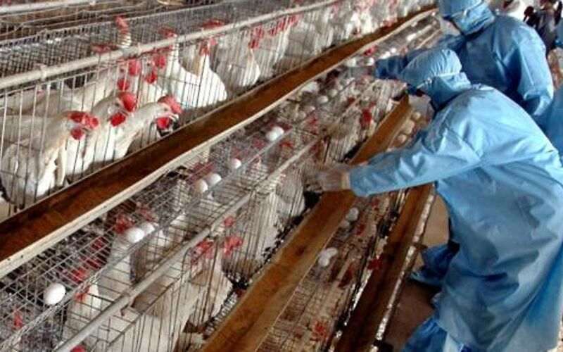 ВОЗ: новое руководство по рискам Птичьего Гриппа для человека