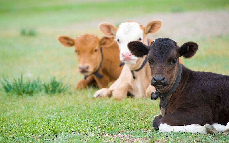 Нова вакцина для боротьби з Mycoplasma bovis у молочних стадах