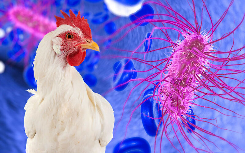 E. coli птиці, небезпечні та безпечні штами